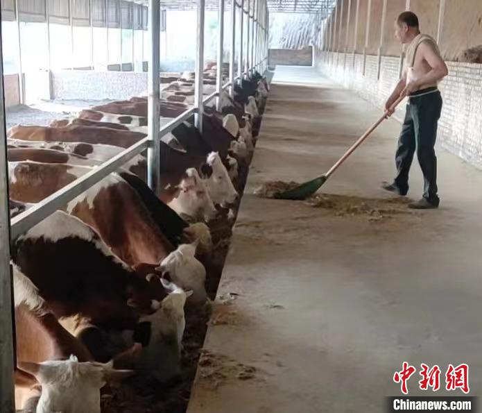 馬騰飛預(yù)計(jì)，2025年合作社擁有肉牛數(shù)量將達(dá)到1000余頭?！●R騰飛 攝