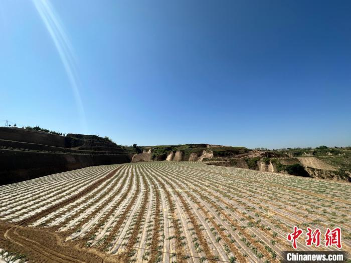 石西素有“西瓜之鄉(xiāng)”之美譽(yù)，這里土壤肥沃、晝夜溫差大，孕育出的西瓜脆爽、汁多、超甜?！⑿〖t 攝