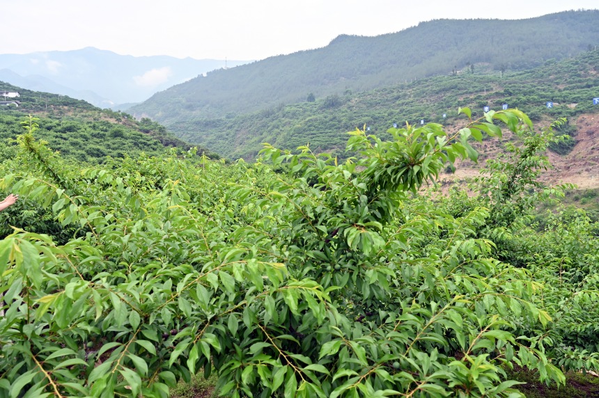 柑園村漫山遍野的脆李樹。鄒樂攝