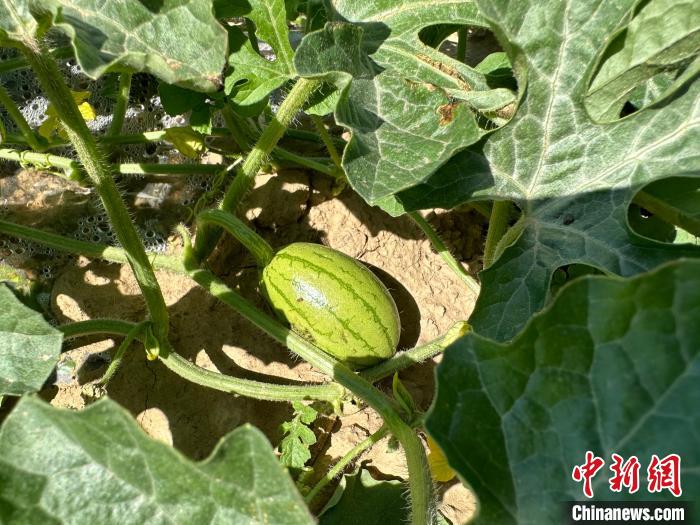 14日，記者在合作社的百畝西瓜地里，看著一個(gè)個(gè)如雞蛋般大小的西瓜，正“享受”著太陽的炙烤?！⑿〖t 攝